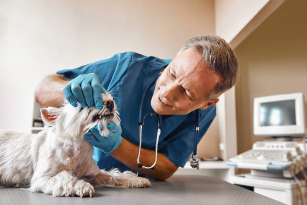 Best 24-Hour Emergency Dental Care in Thomaston, GA